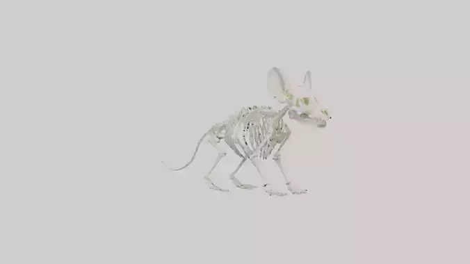 Chinchilla Skeleton model Low-poly 3D model