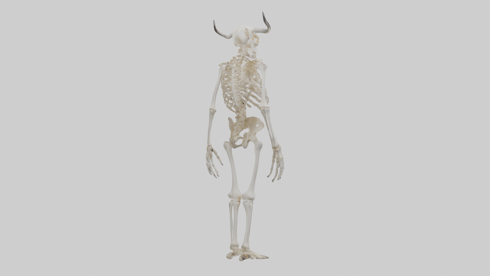 Cow Skeleton model Low-poly 3D model_3