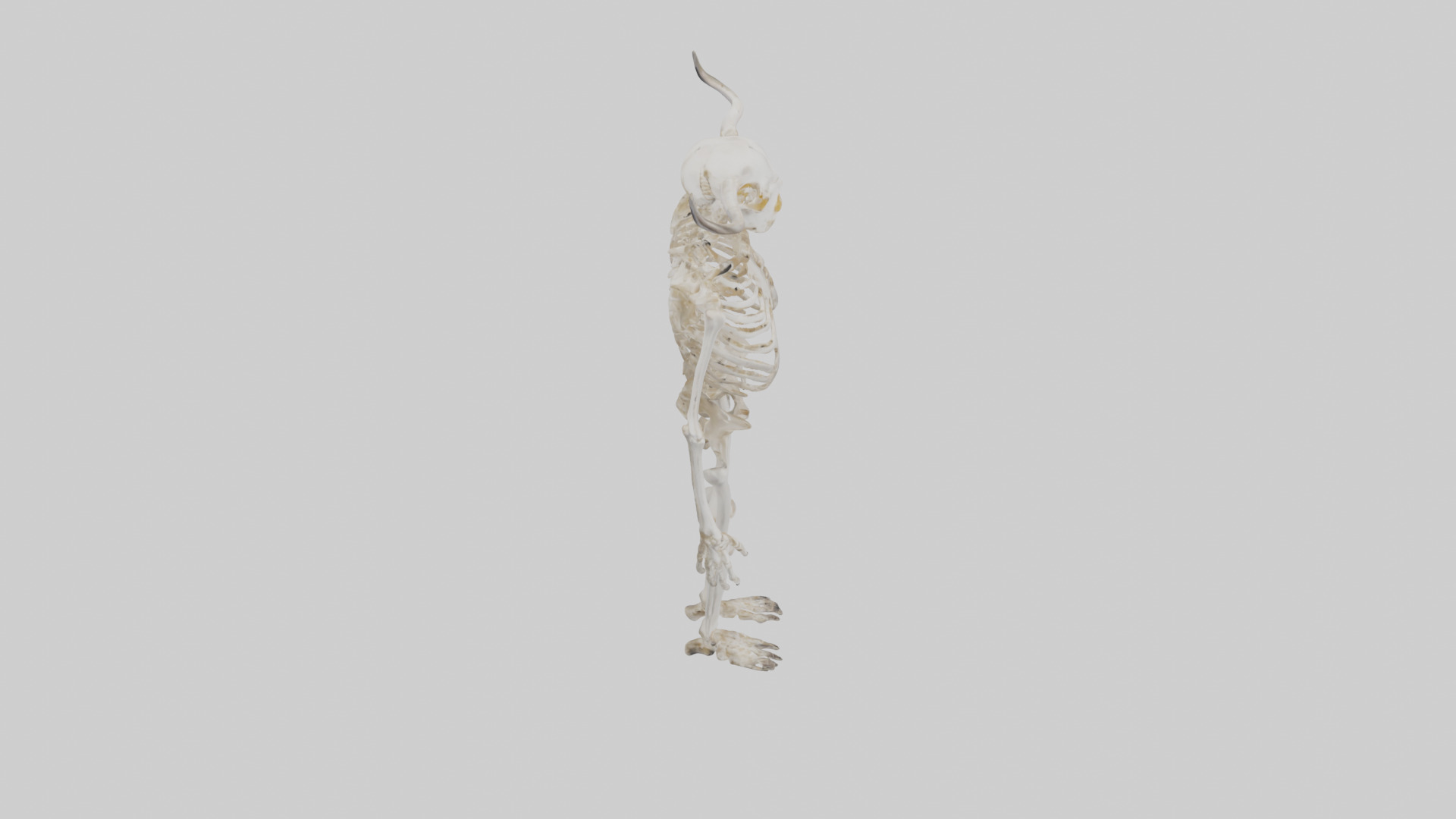 Cow Skeleton model Low-poly 3D model_18
