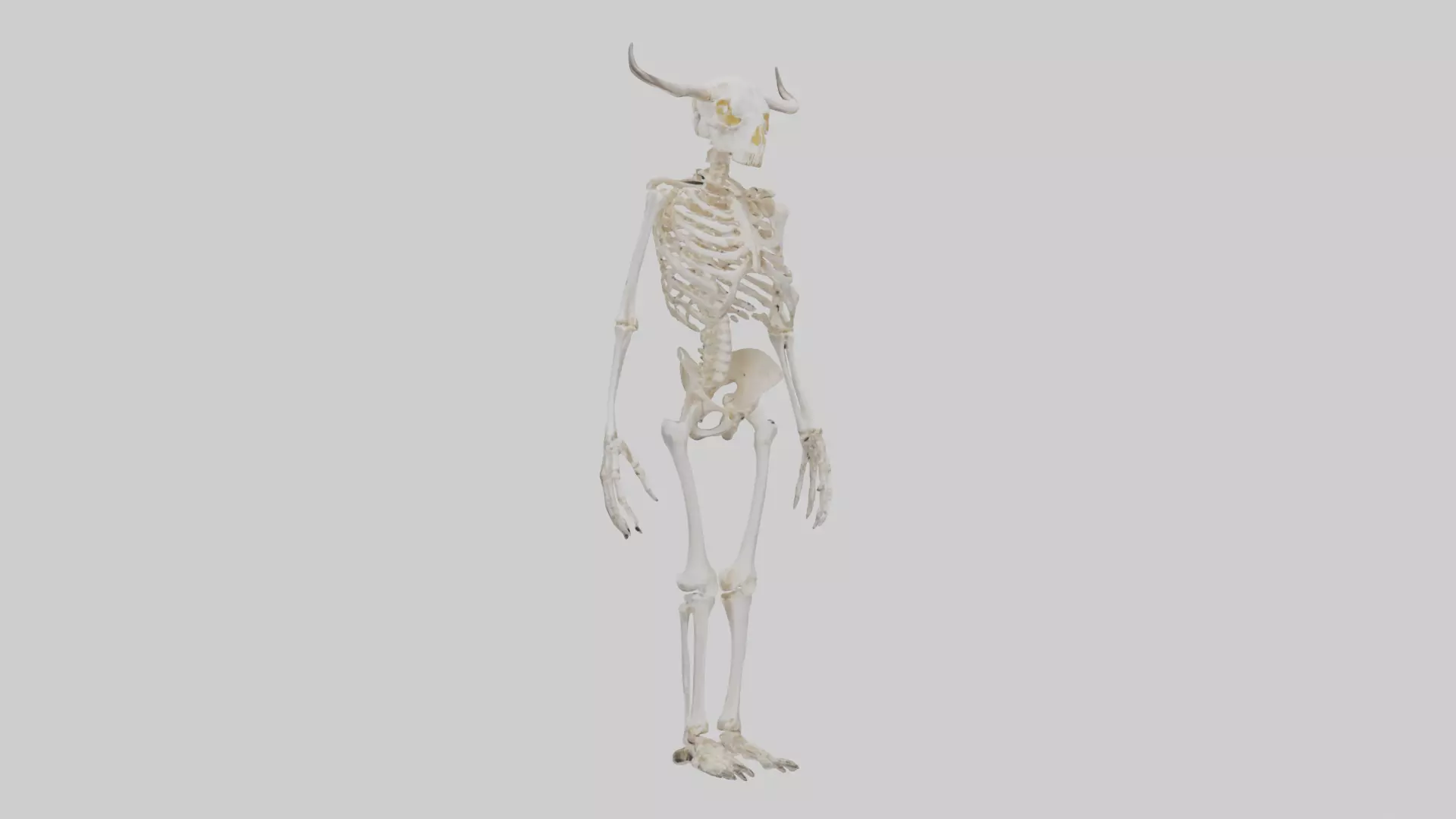 Cow Skeleton model Low-poly 3D model_0