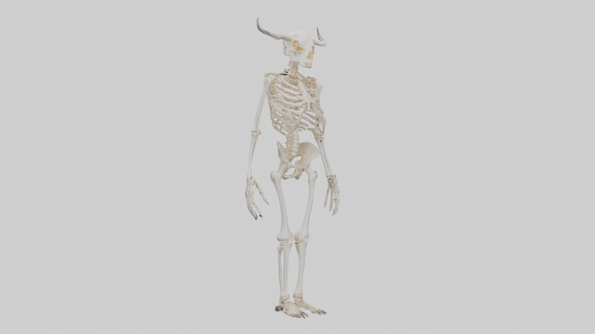 Cow Skeleton model Low-poly 3D model_11