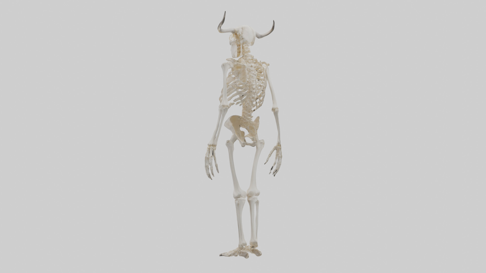Cow Skeleton model Low-poly 3D model_2