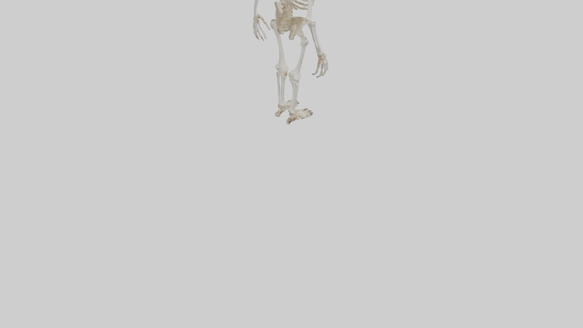 Cow Skeleton model Low-poly 3D model_5