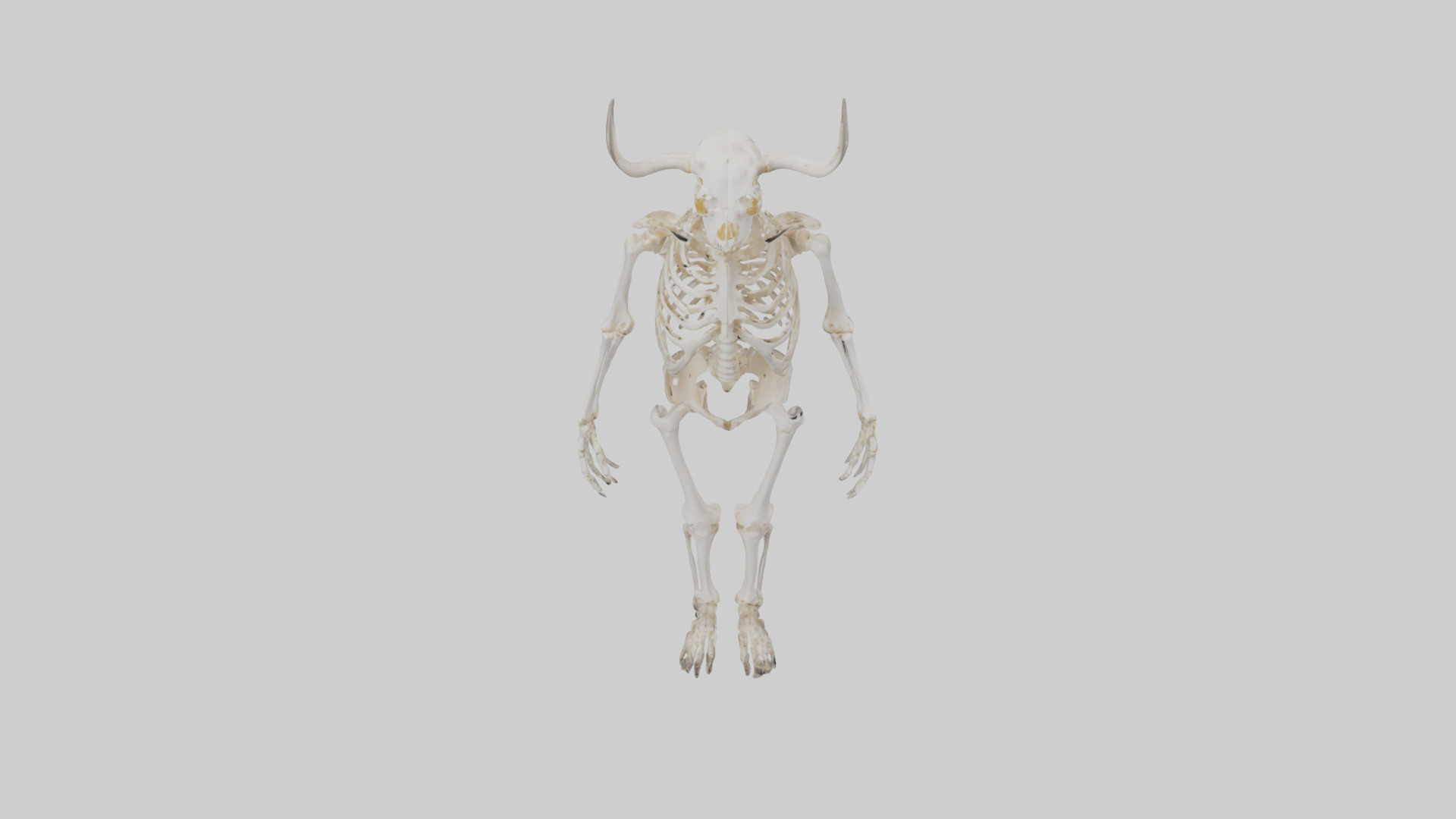 Cow Skeleton model Low-poly 3D model_16