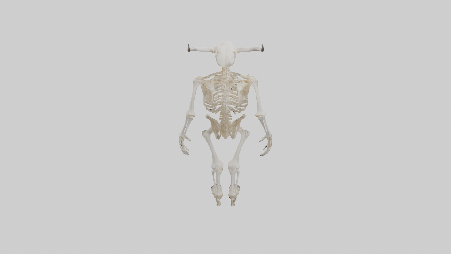 Cow Skeleton model Low-poly 3D model_15