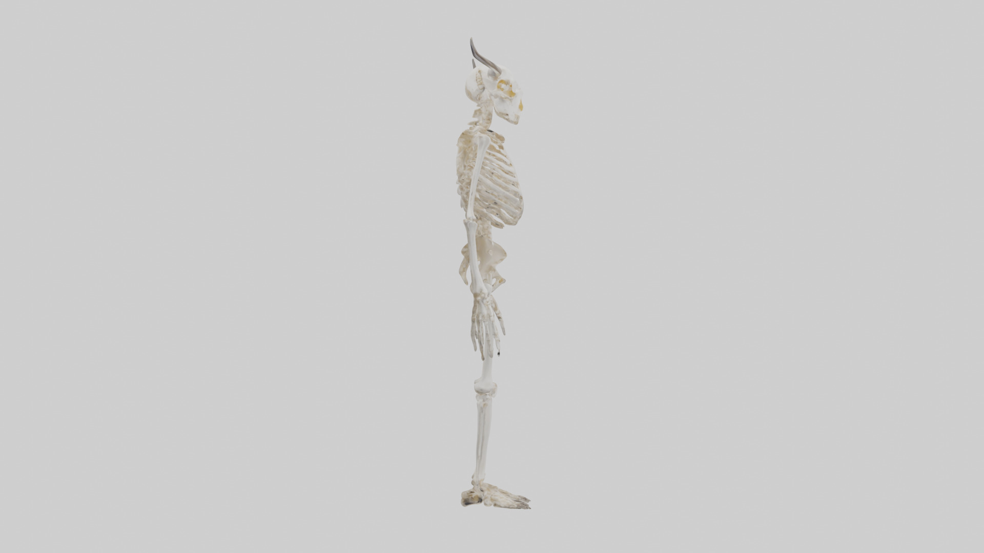 Cow Skeleton model Low-poly 3D model_13