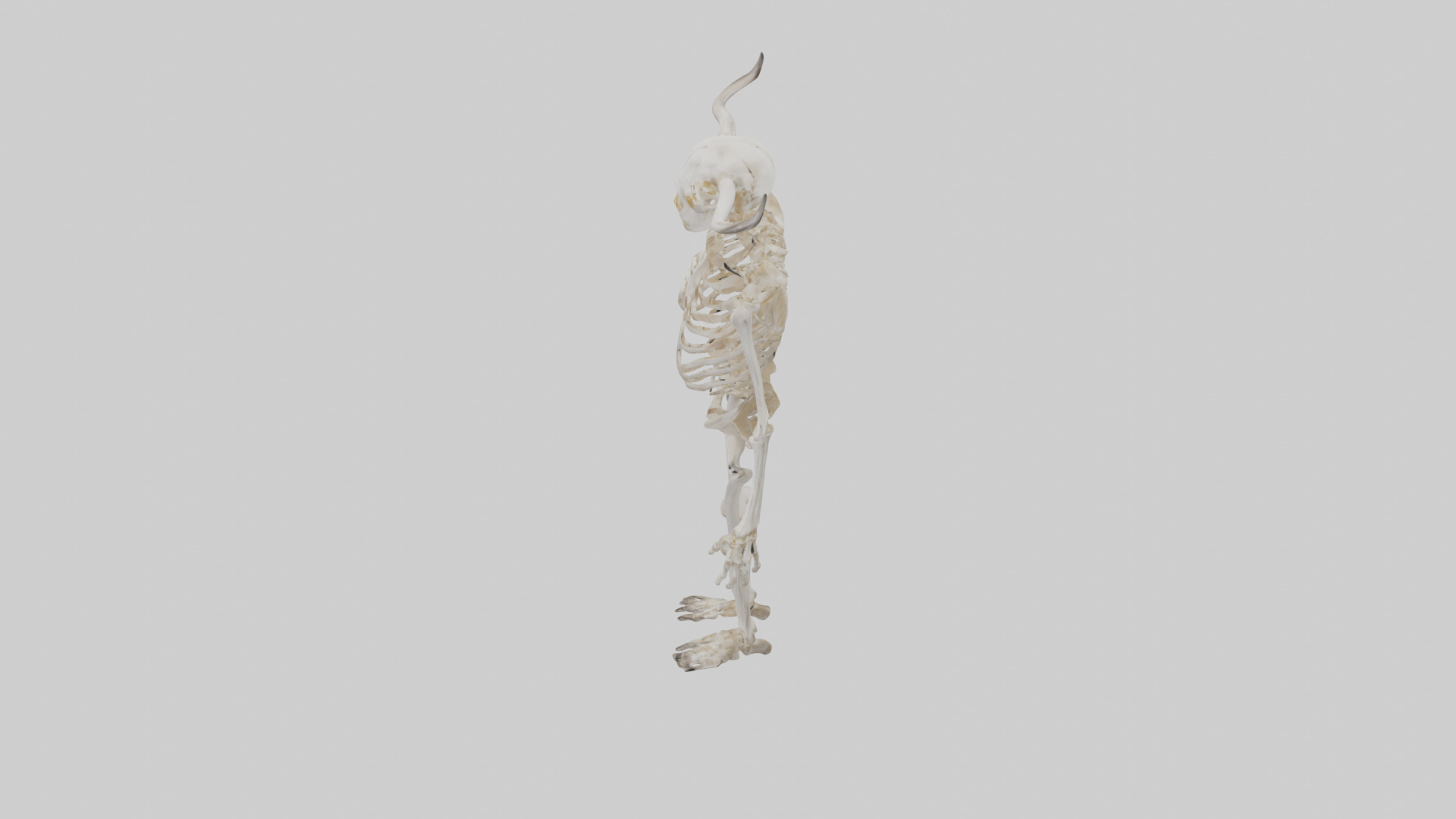 Cow Skeleton model Low-poly 3D model_17