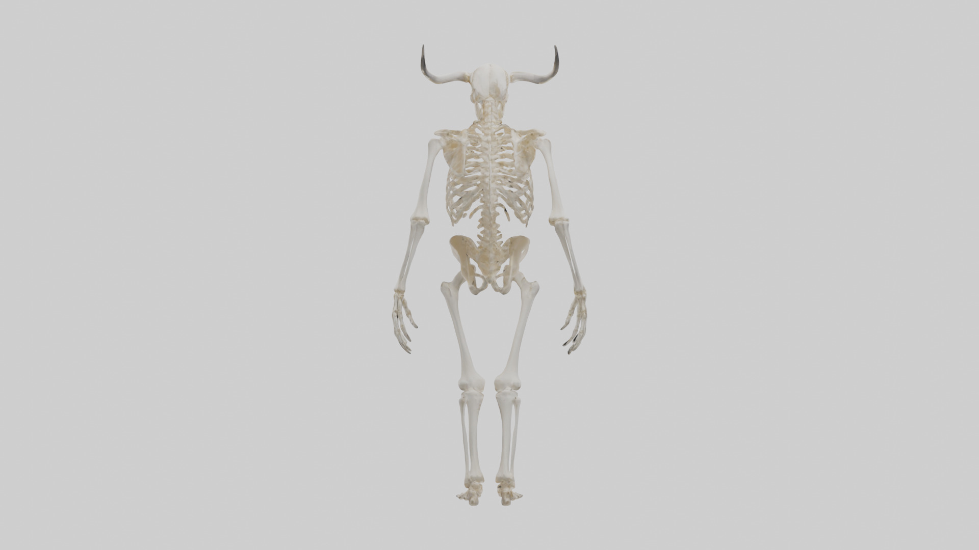 Cow Skeleton model Low-poly 3D model_1