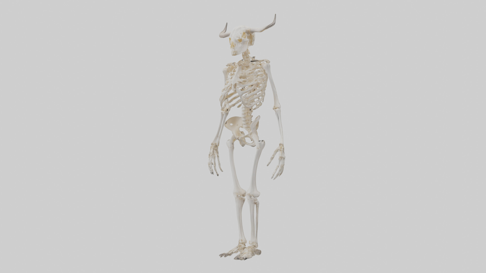 Cow Skeleton model Low-poly 3D model_10