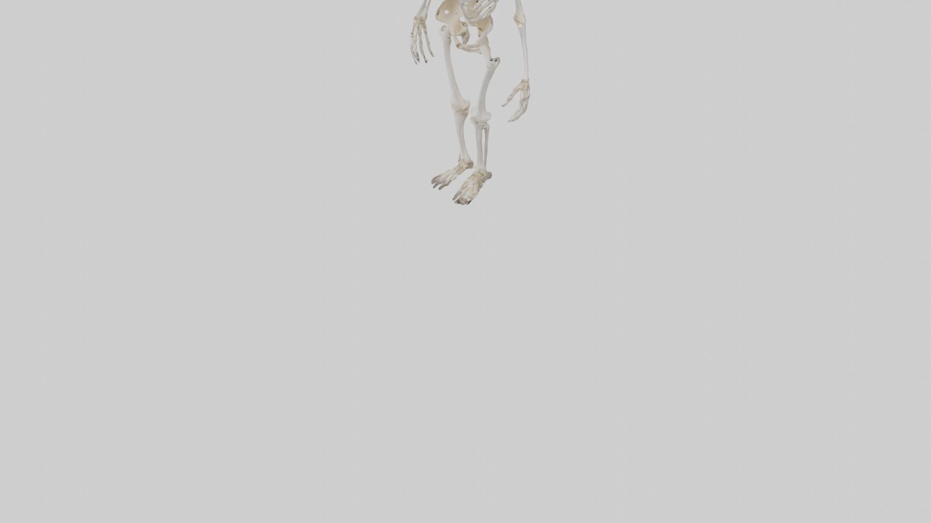 Cow Skeleton model Low-poly 3D model_6