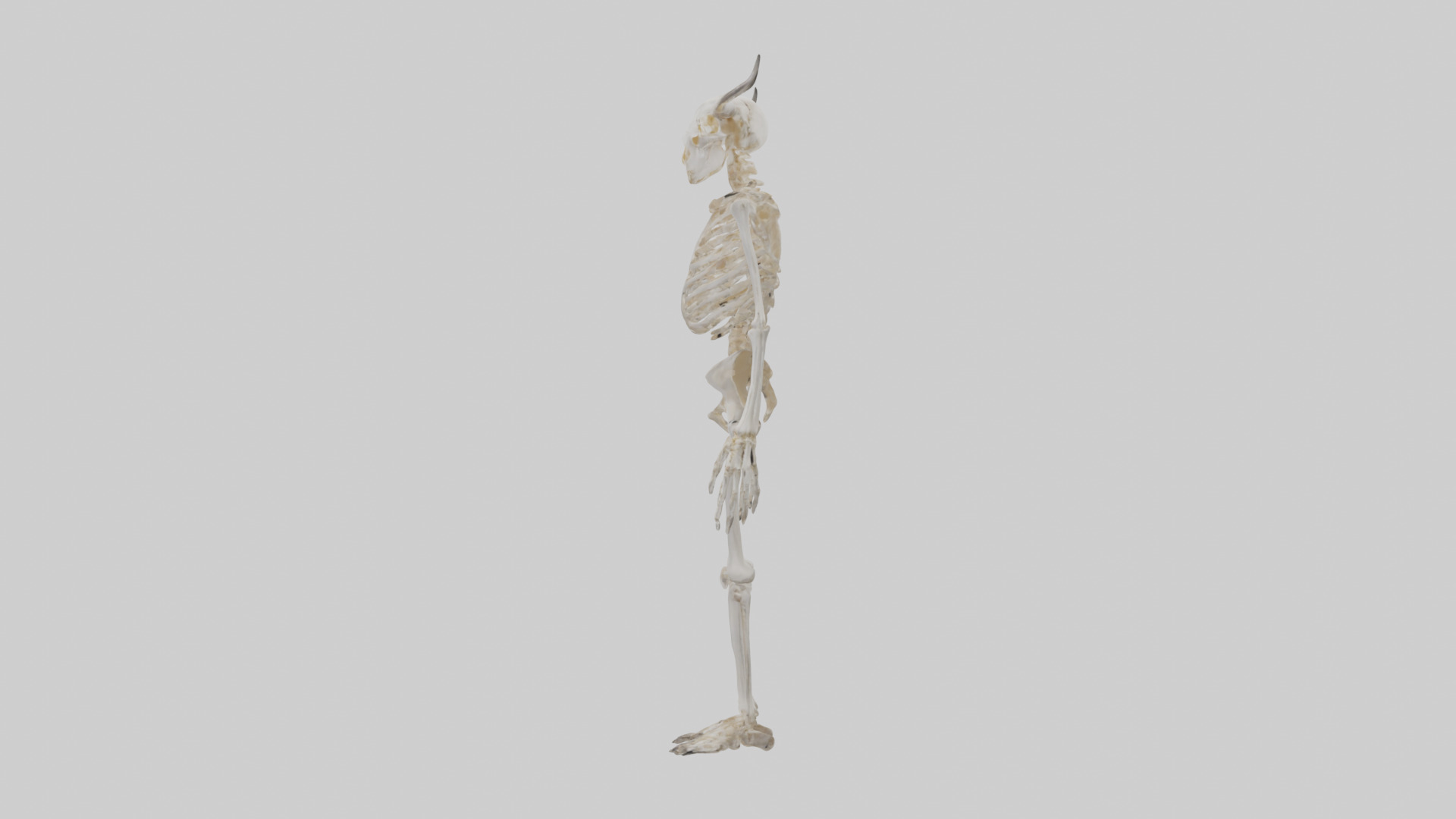 Cow Skeleton model Low-poly 3D model_12