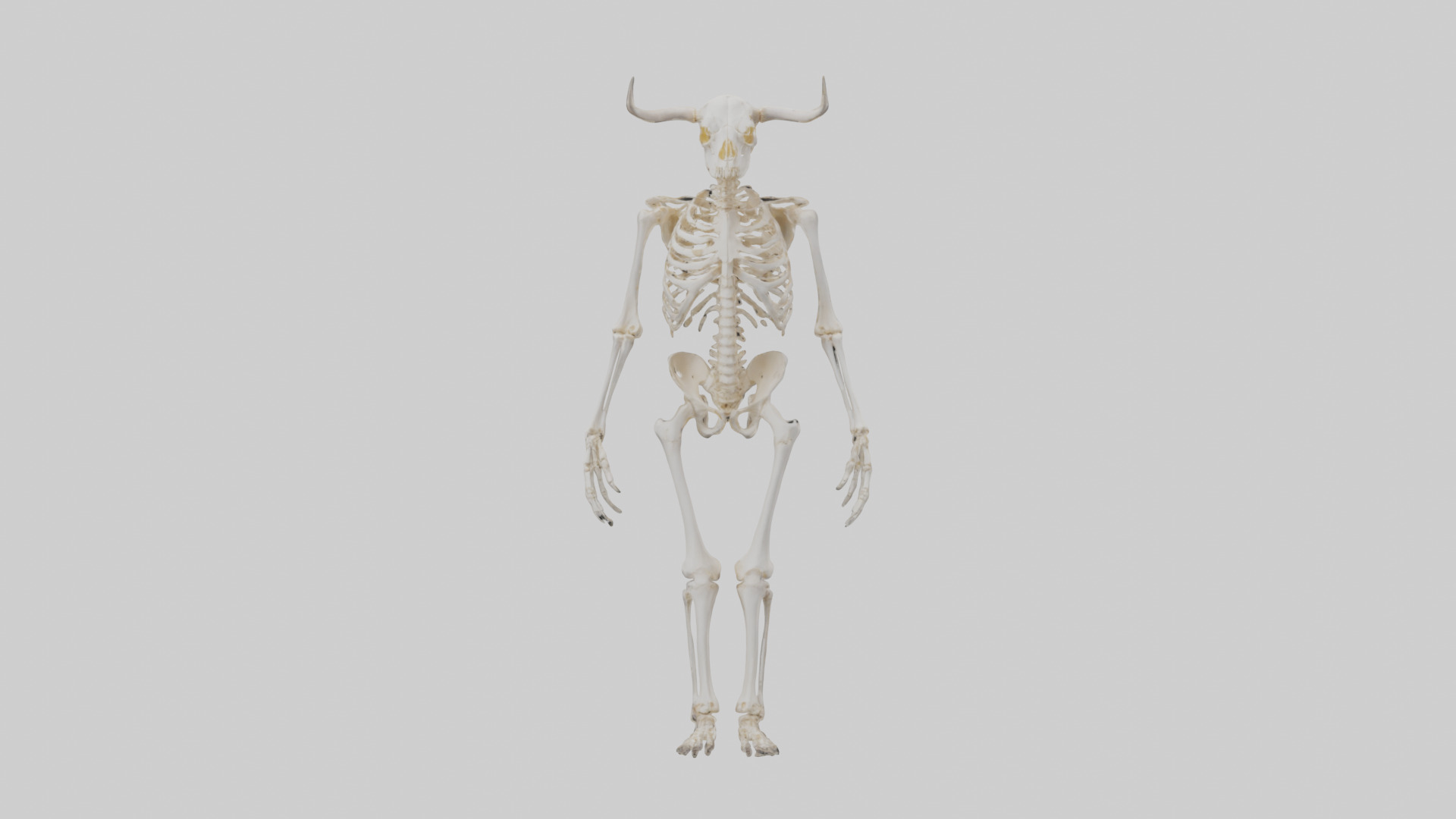 Cow Skeleton model Low-poly 3D model_9