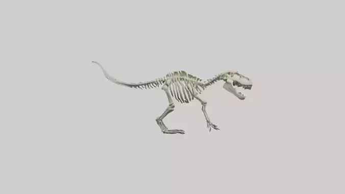 Deinosuchus Skeleton model