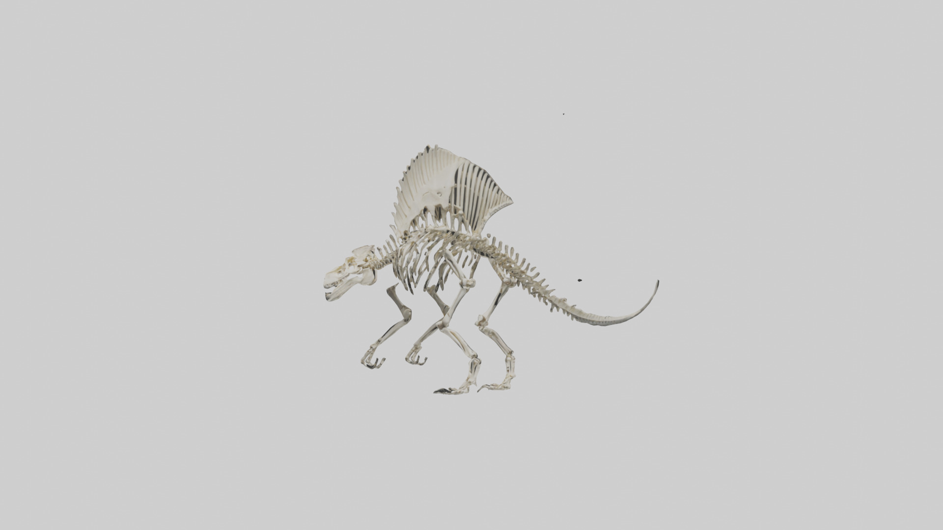 Dimetrodon Skeleton model Low-poly 3D model_10