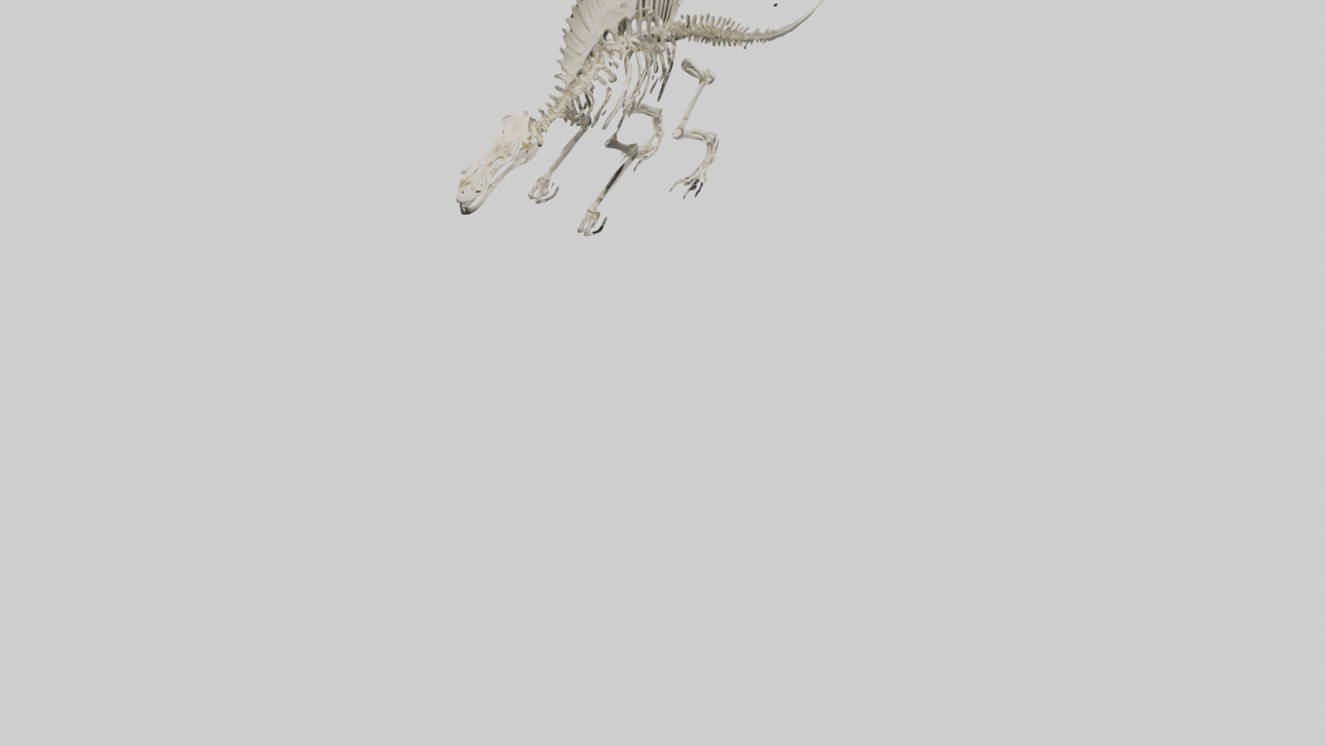Dimetrodon Skeleton model Low-poly 3D model_6
