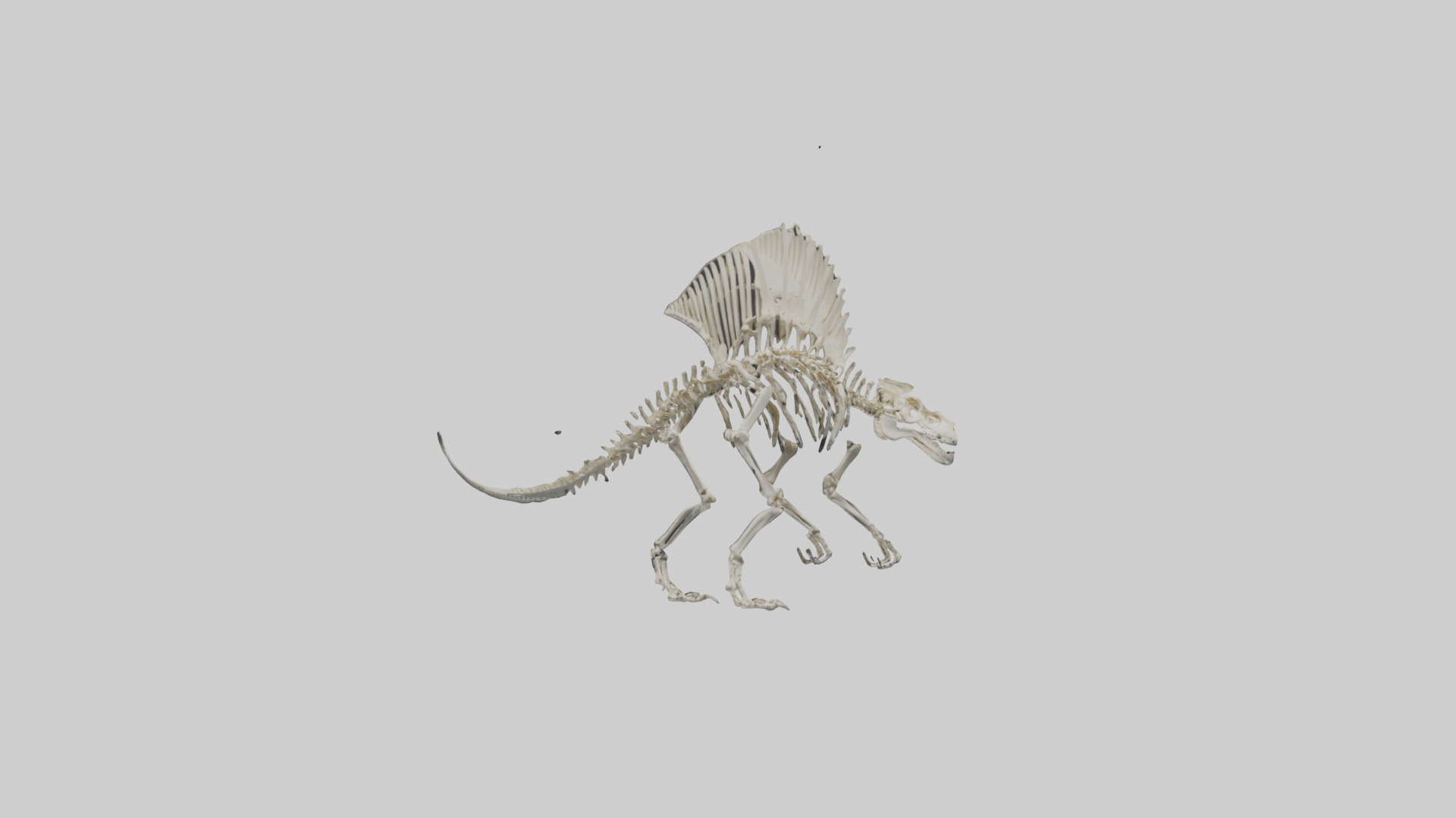 Dimetrodon Skeleton model Low-poly 3D model_1