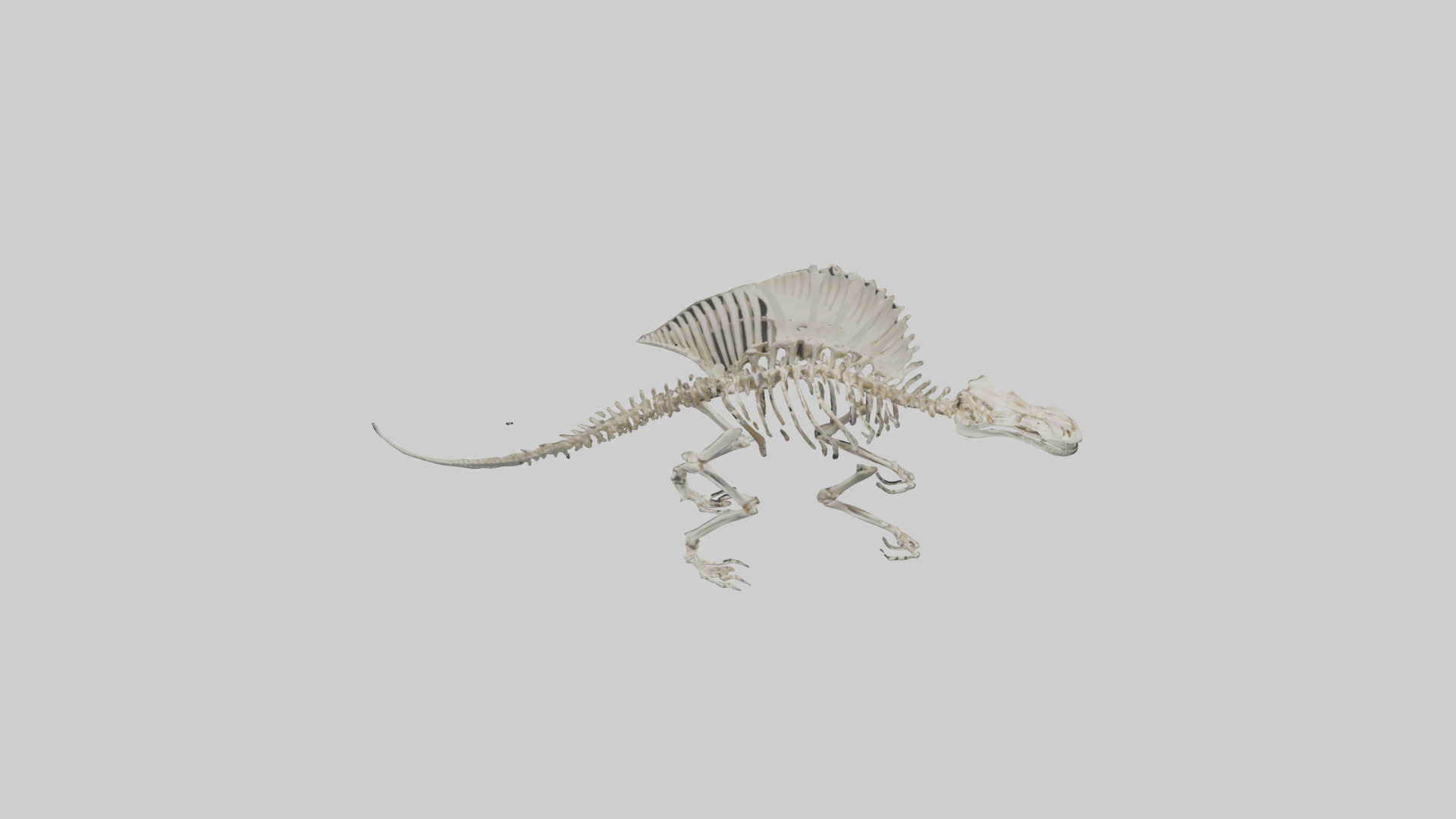 Dimetrodon Skeleton model Low-poly 3D model_15