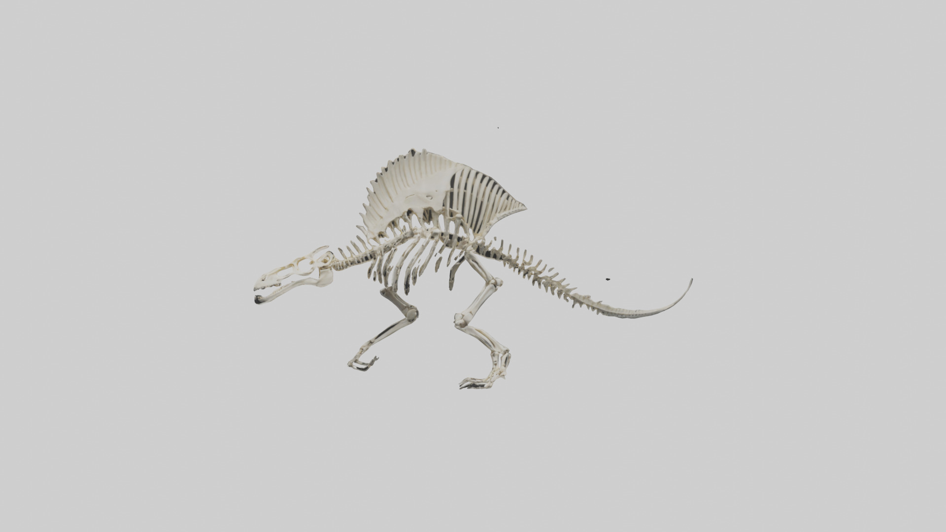 Dimetrodon Skeleton model Low-poly 3D model_9