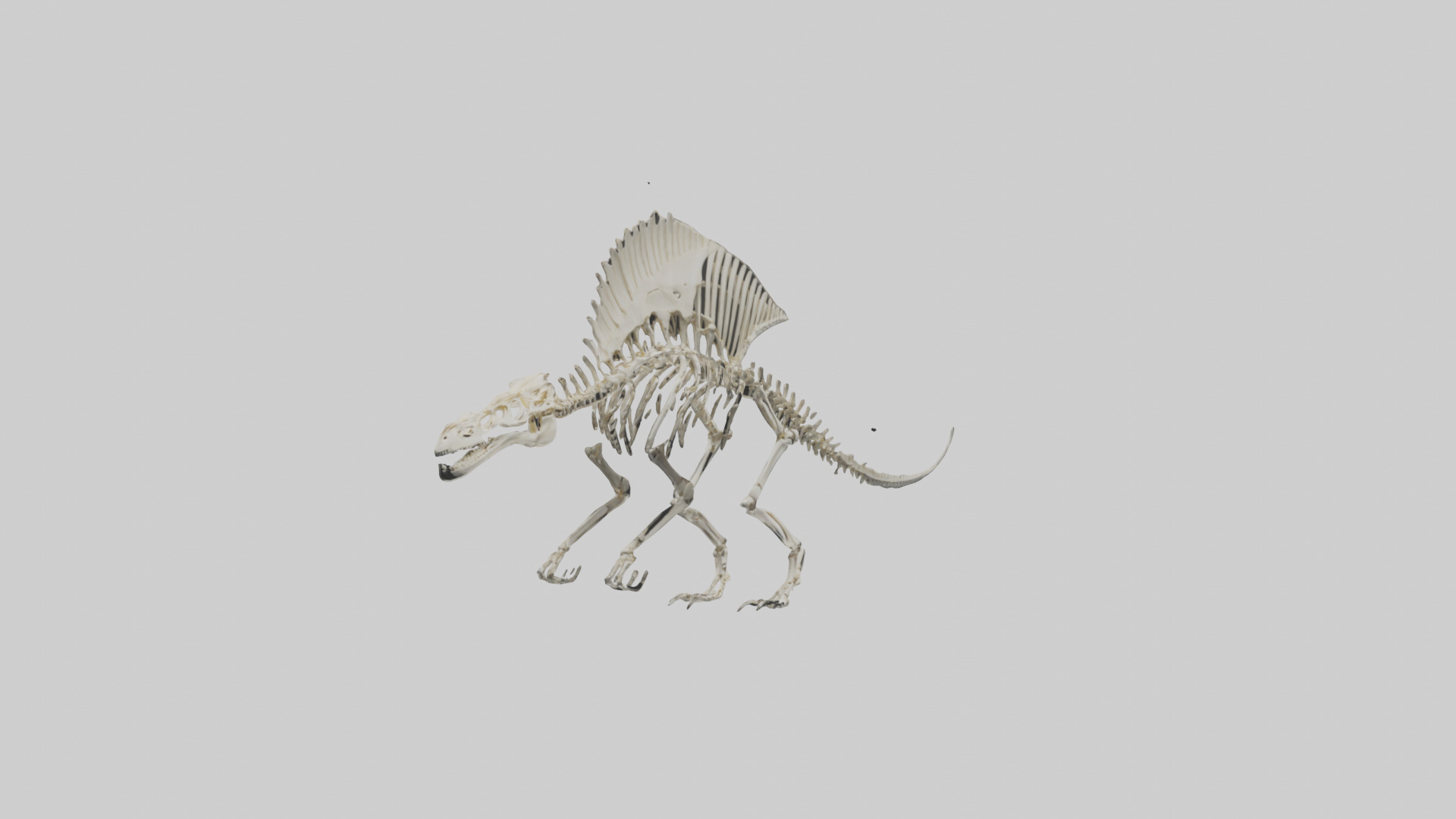 Dimetrodon Skeleton model Low-poly 3D model_7