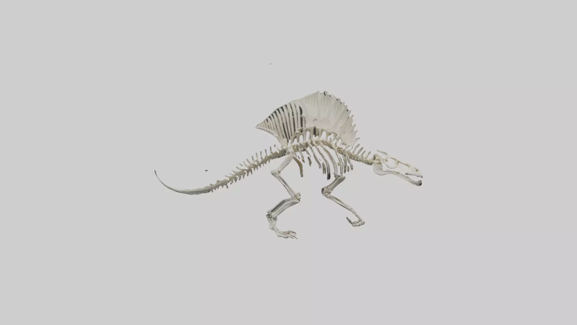 Dimetrodon Skeleton model Low-poly 3D model_0