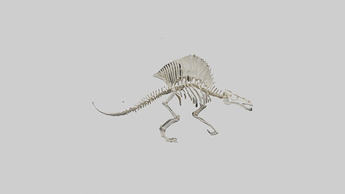 Dimetrodon Skeleton model Low-poly 3D model