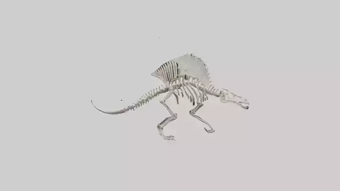 Dimetrodon Skeleton model