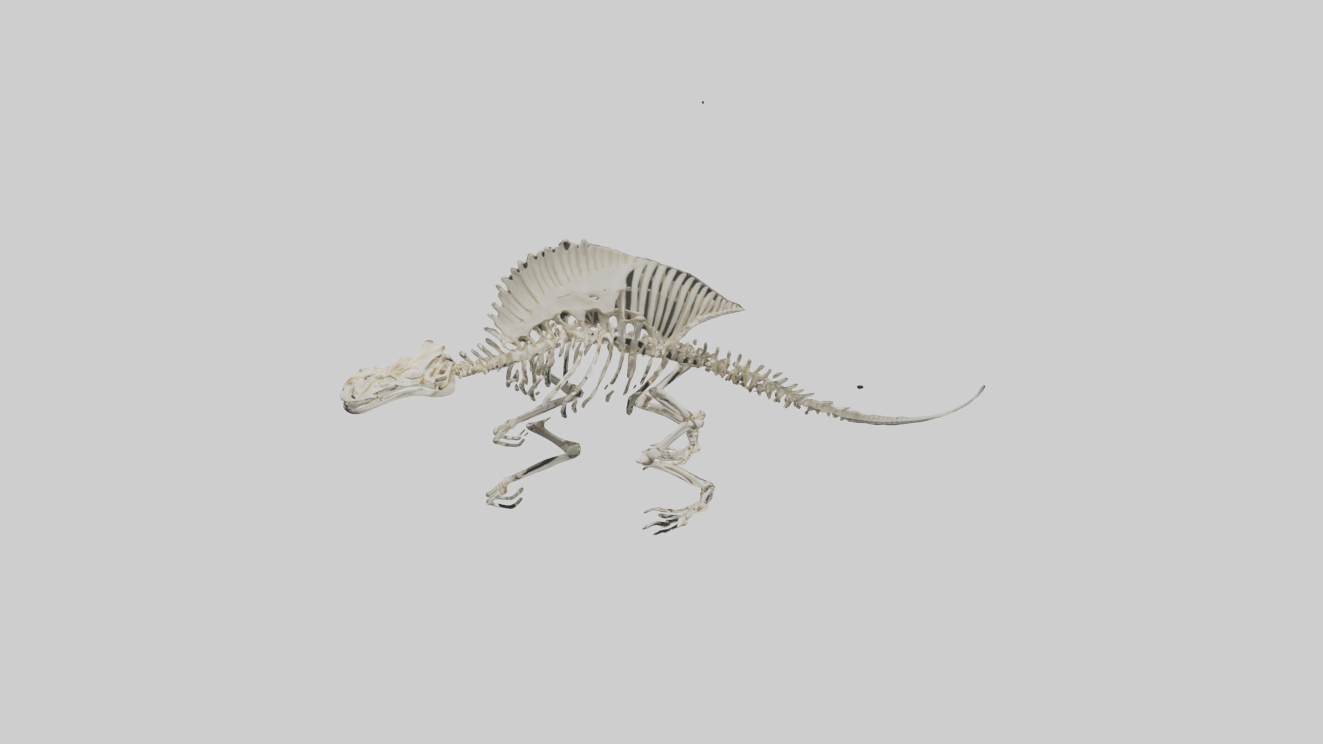 Dimetrodon Skeleton model Low-poly 3D model_16