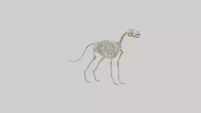 Dog Skeleton model Low-poly 3D model
