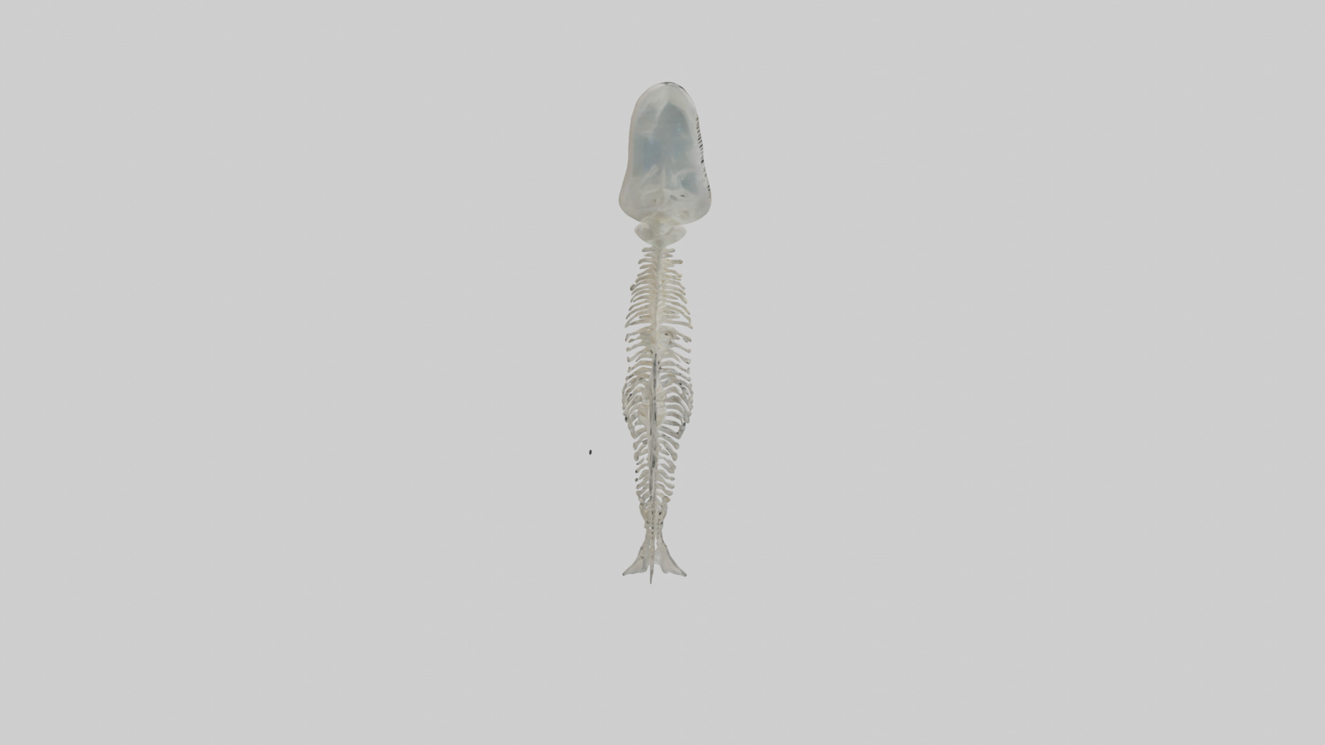 Dolphin Tail Skeleton model Low-poly 3D model_14