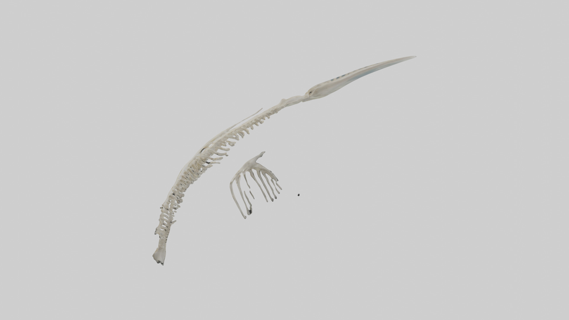Dolphin Tail Skeleton model Low-poly 3D model_1