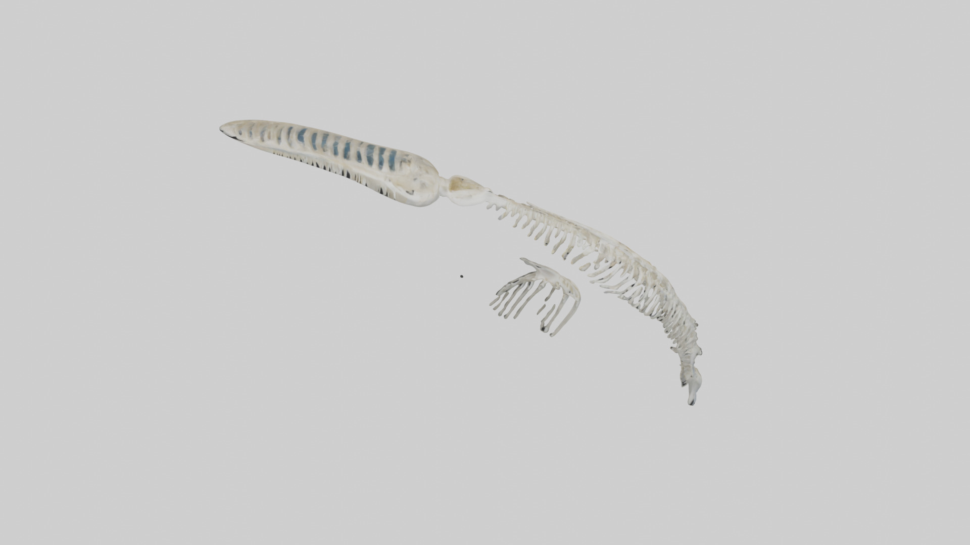 Dolphin Tail Skeleton model Low-poly 3D model_16
