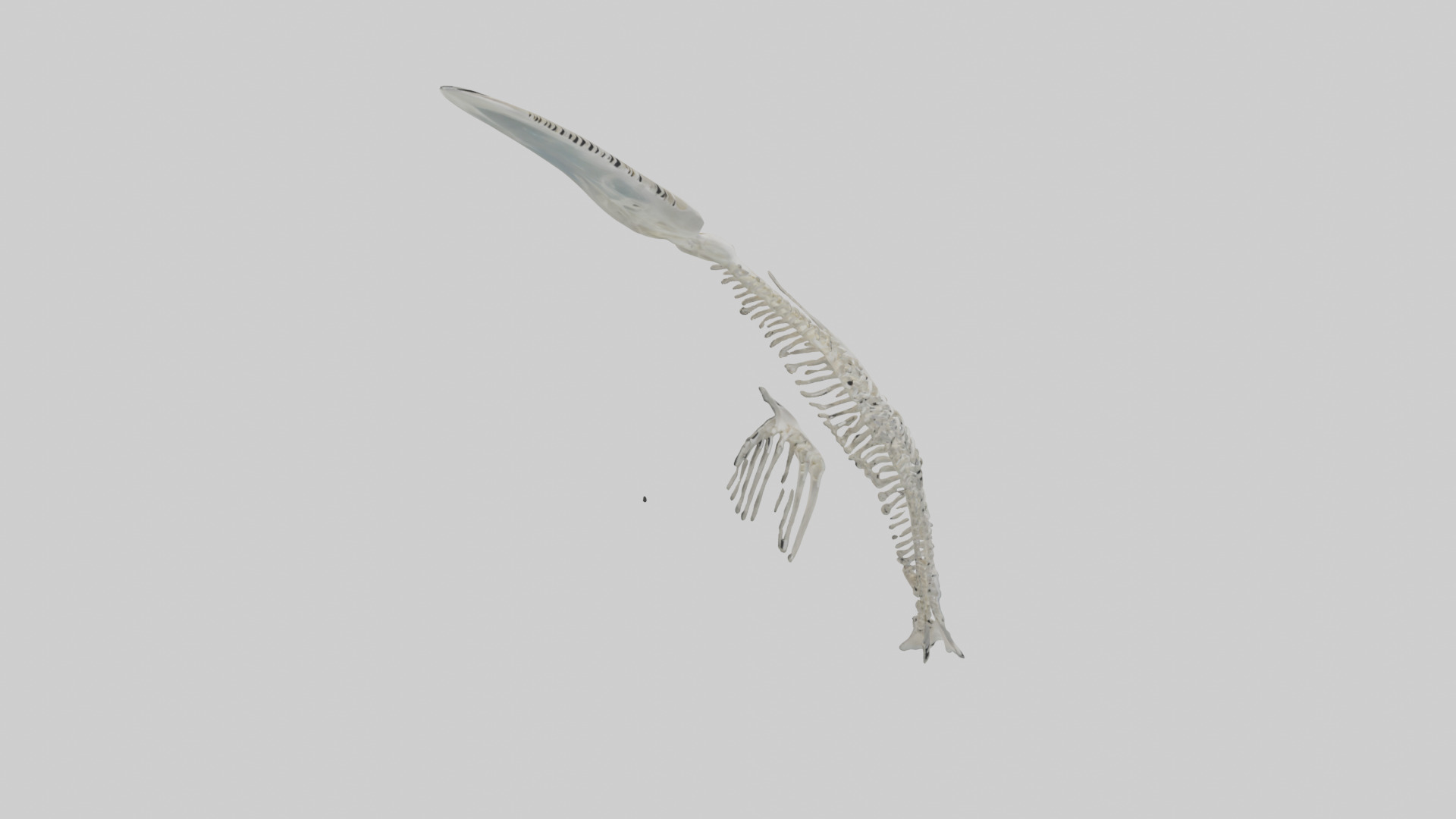 Dolphin Tail Skeleton model Low-poly 3D model_12