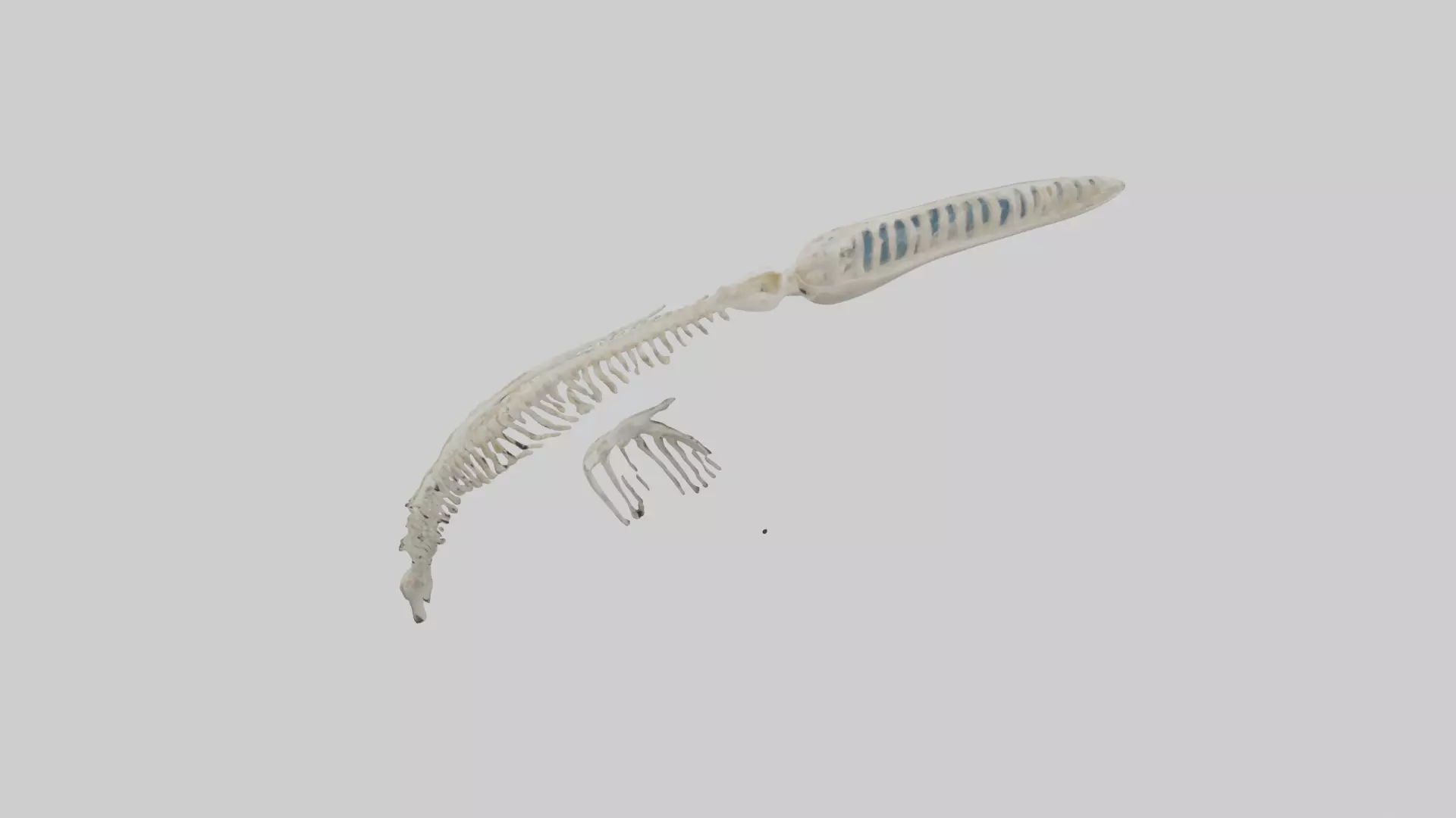 Dolphin Tail Skeleton model Low-poly 3D model_0