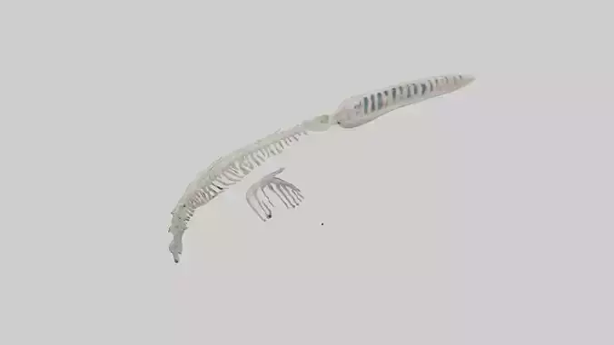 Dolphin Tail Skeleton model
