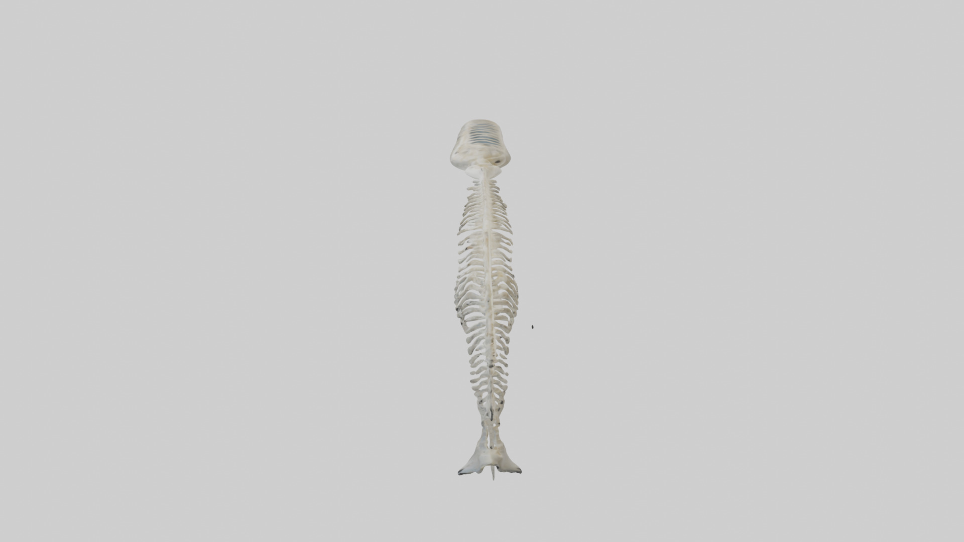 Dolphin Tail Skeleton model Low-poly 3D model_13