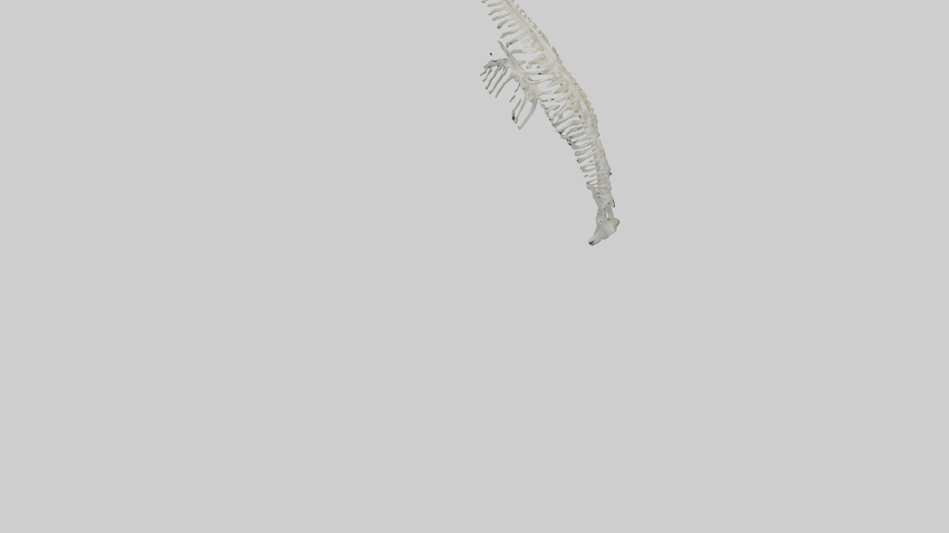 Dolphin Tail Skeleton model Low-poly 3D model_6