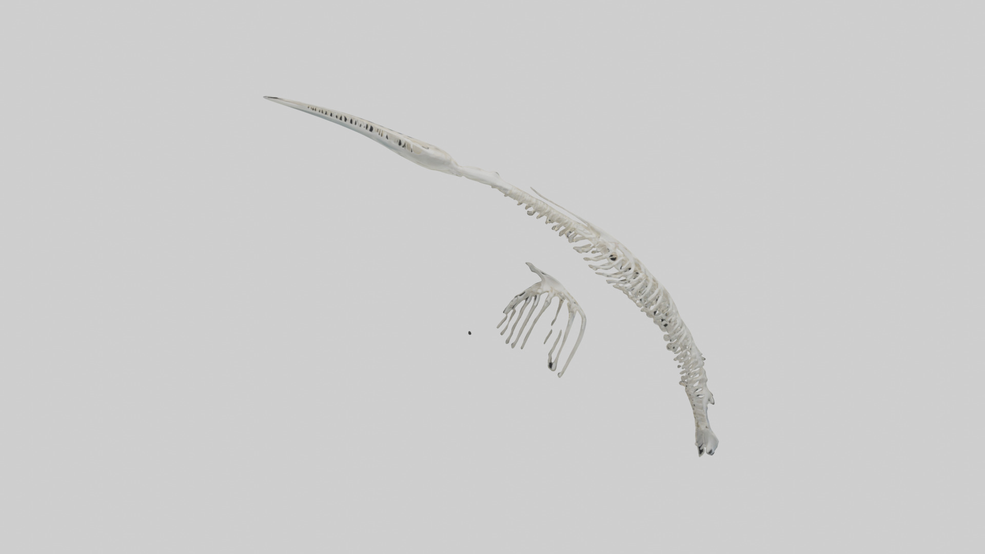 Dolphin Tail Skeleton model Low-poly 3D model_10