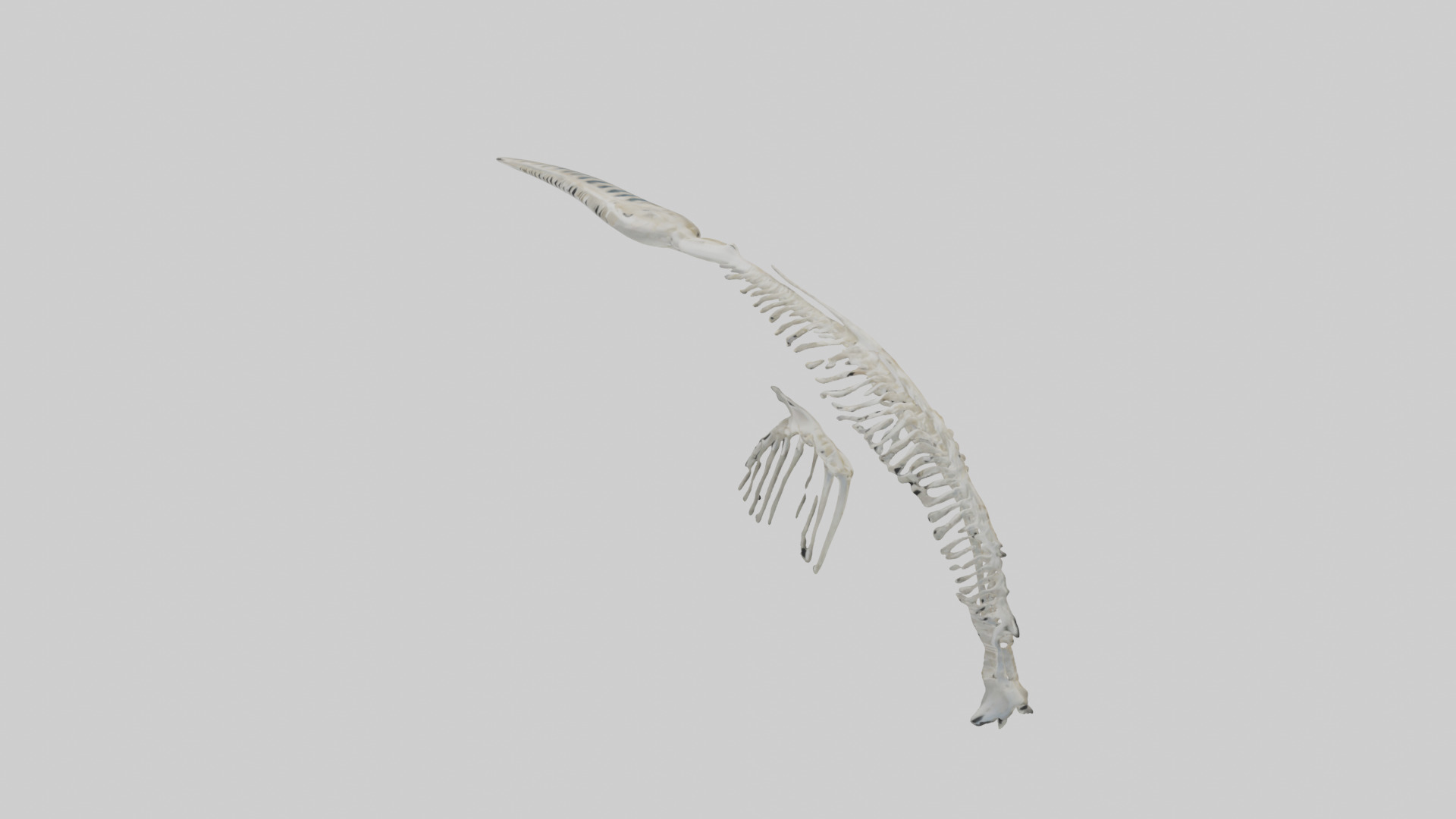 Dolphin Tail Skeleton model Low-poly 3D model_11