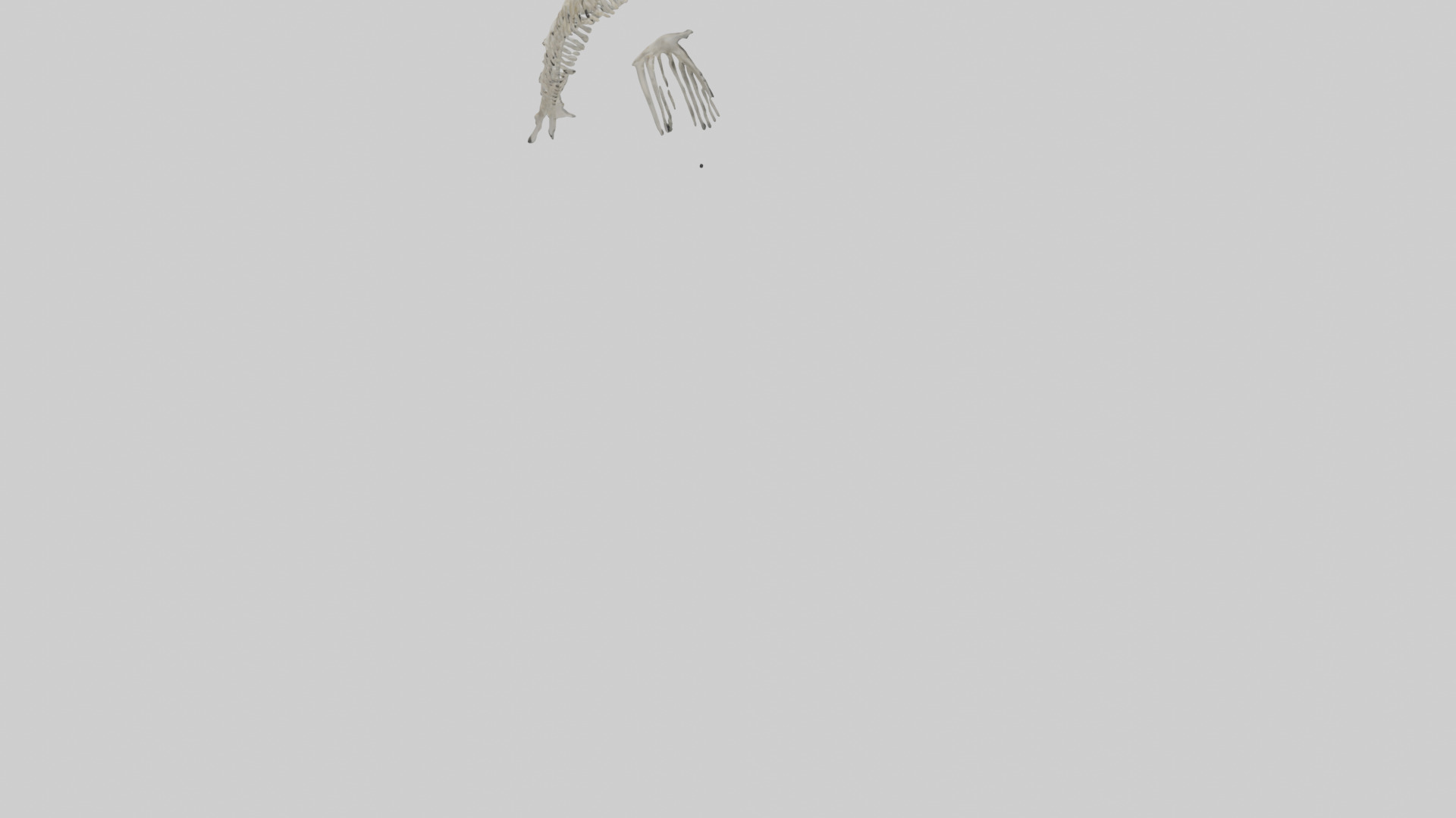 Dolphin Tail Skeleton model Low-poly 3D model_5