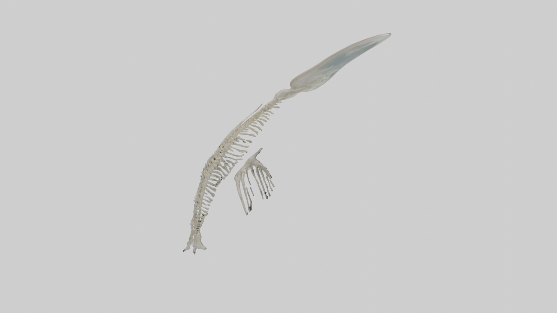 Dolphin Tail Skeleton model Low-poly 3D model_3