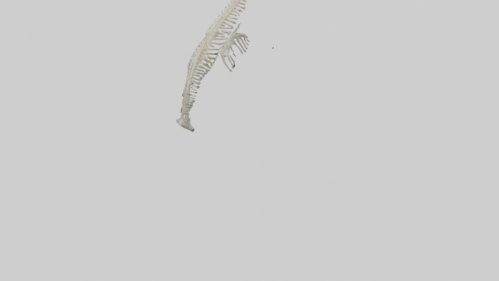 Dolphin Tail Skeleton model Low-poly 3D model_4