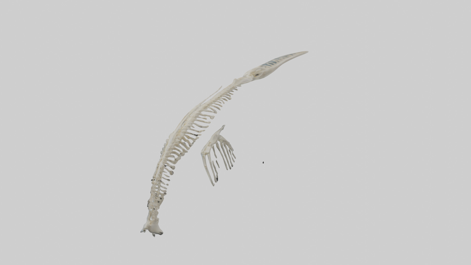Dolphin Tail Skeleton model Low-poly 3D model_2