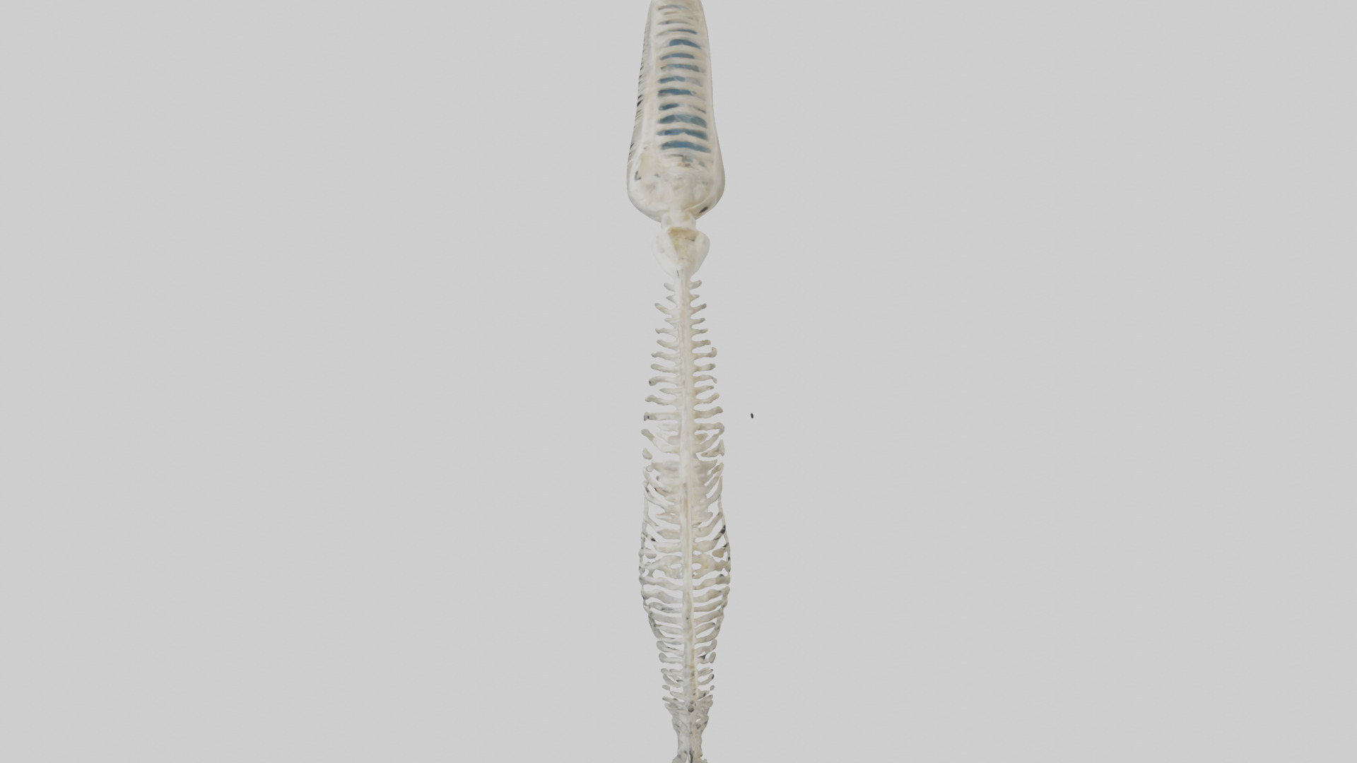 Dolphin Tail Skeleton model Low-poly 3D model_17