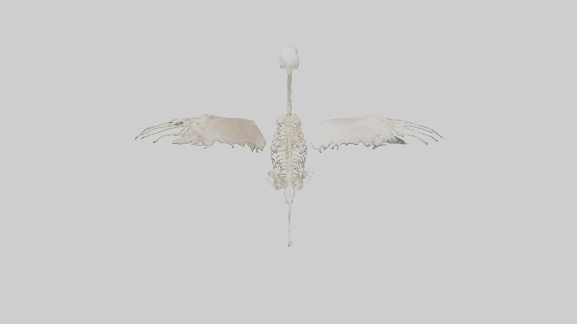 Duck Skeleton model Low-poly 3D model_17