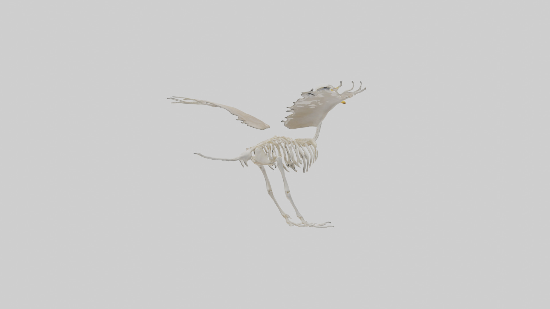 Duck Skeleton model Low-poly 3D model_1