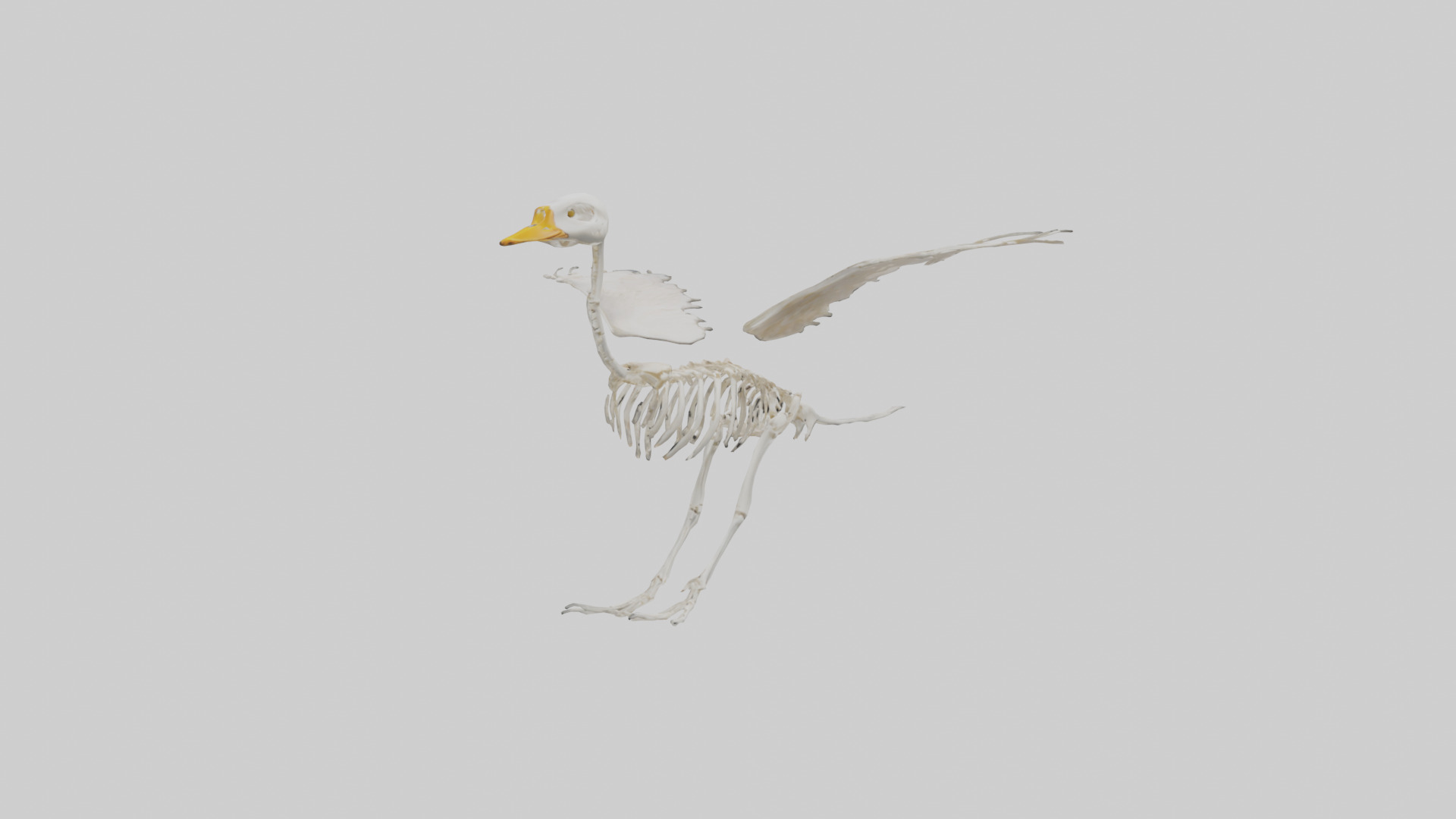 Duck Skeleton model Low-poly 3D model_7