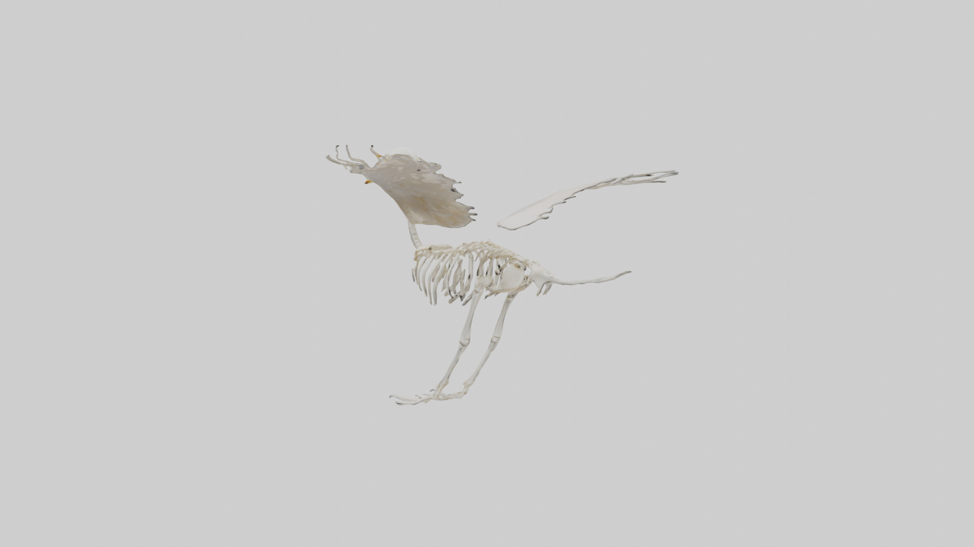 Duck Skeleton model Low-poly 3D model_8