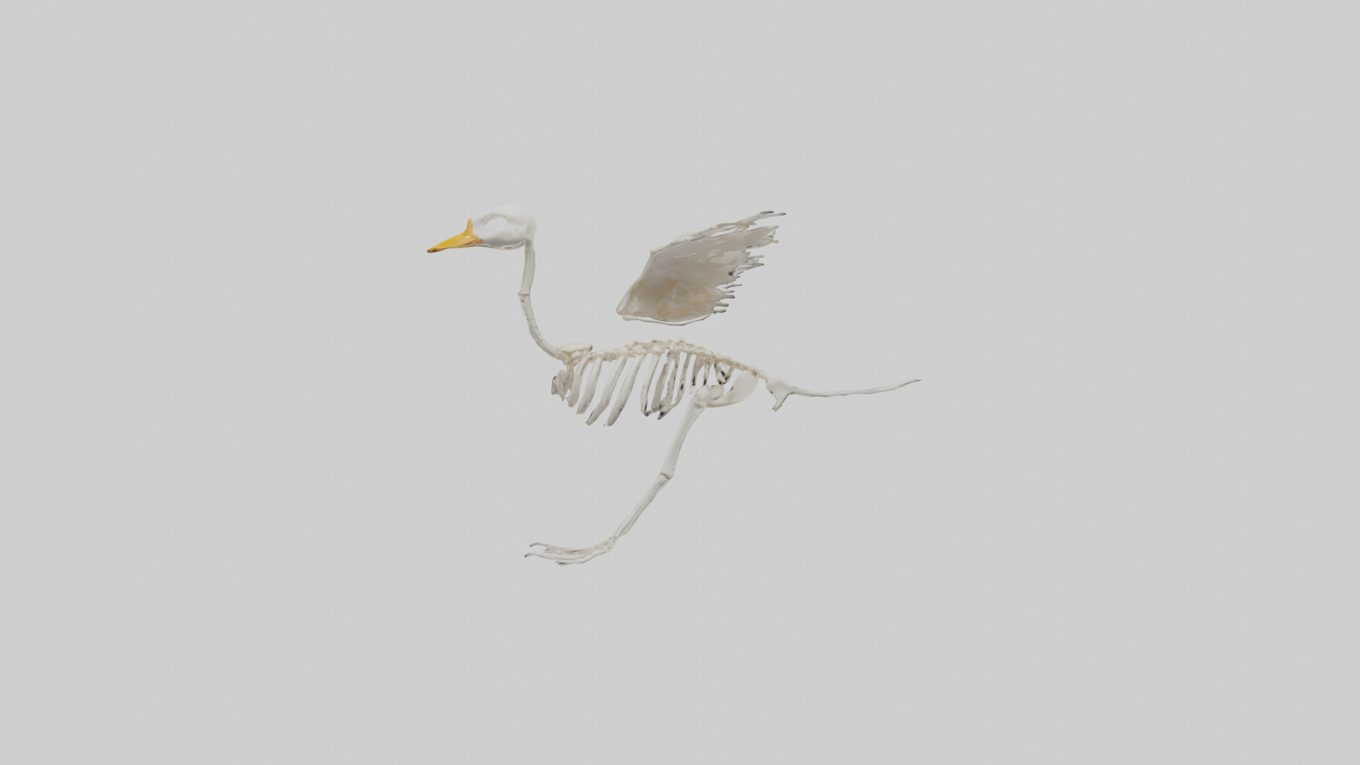 Duck Skeleton model Low-poly 3D model_9