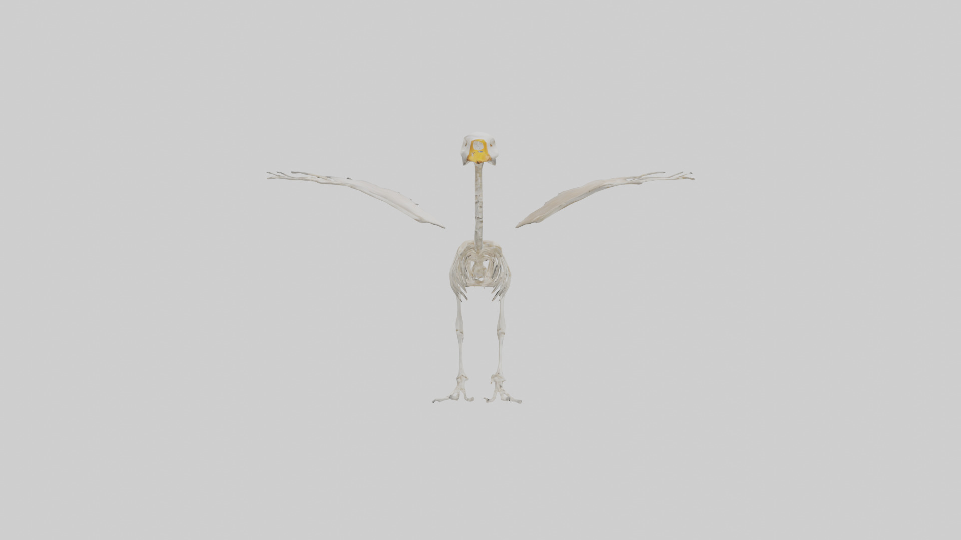 Duck Skeleton model Low-poly 3D model_13