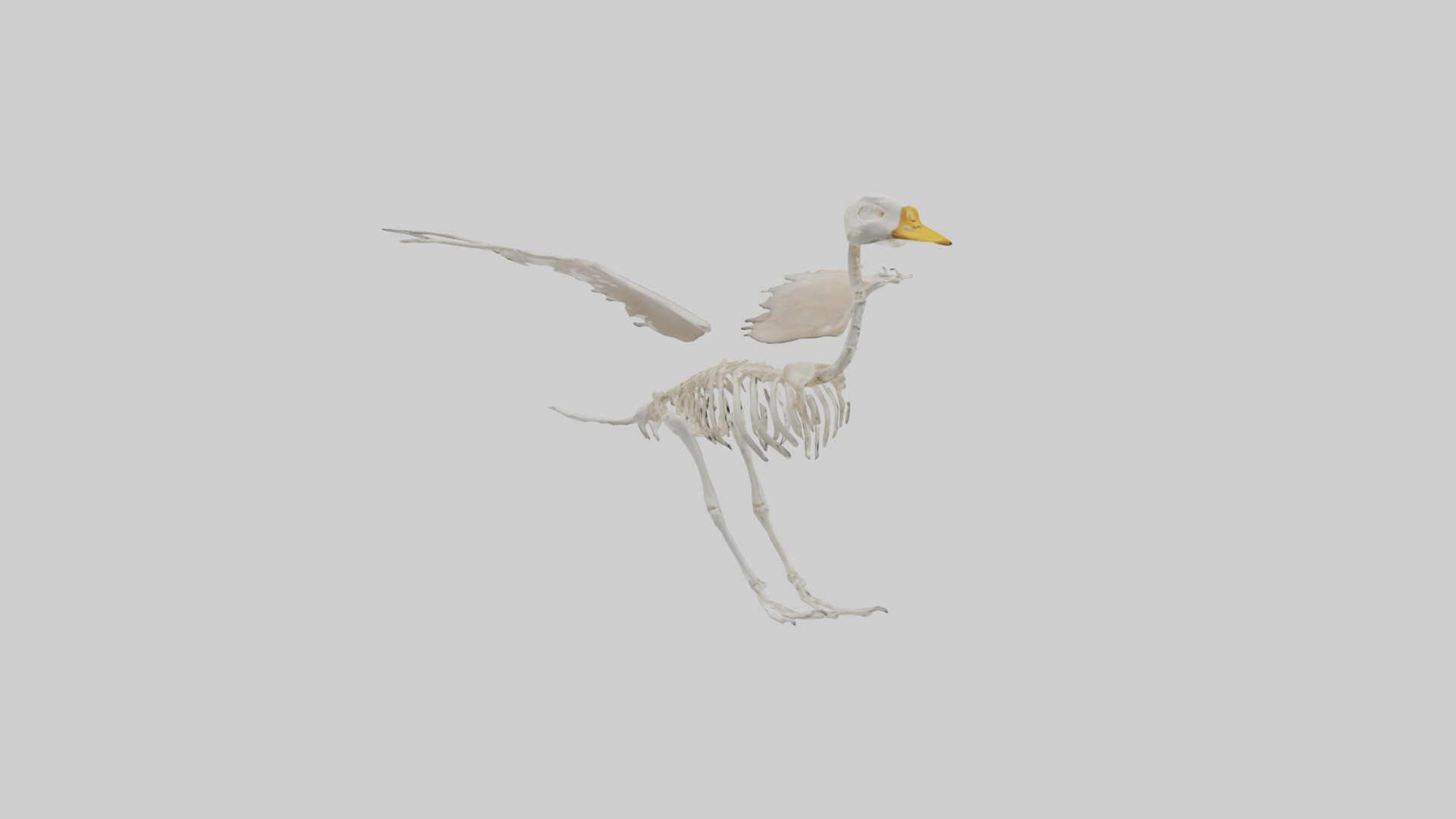 Duck Skeleton model Low-poly 3D model_2